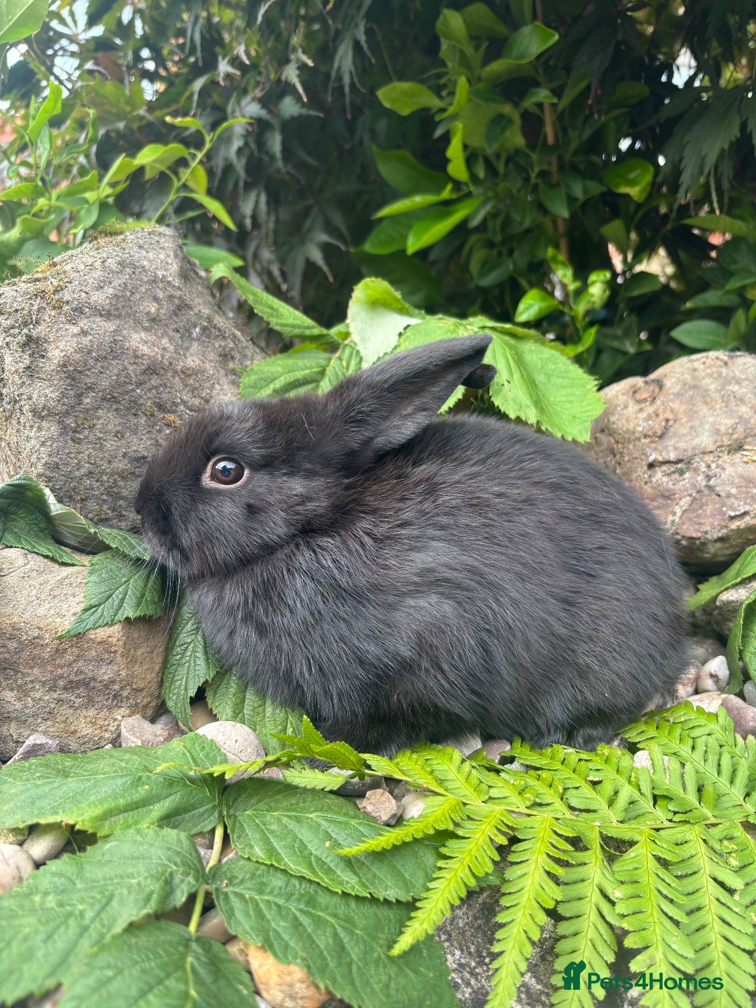 Mixed Breed rabbits netherland dwarf cross - orange / black  - Advert 2