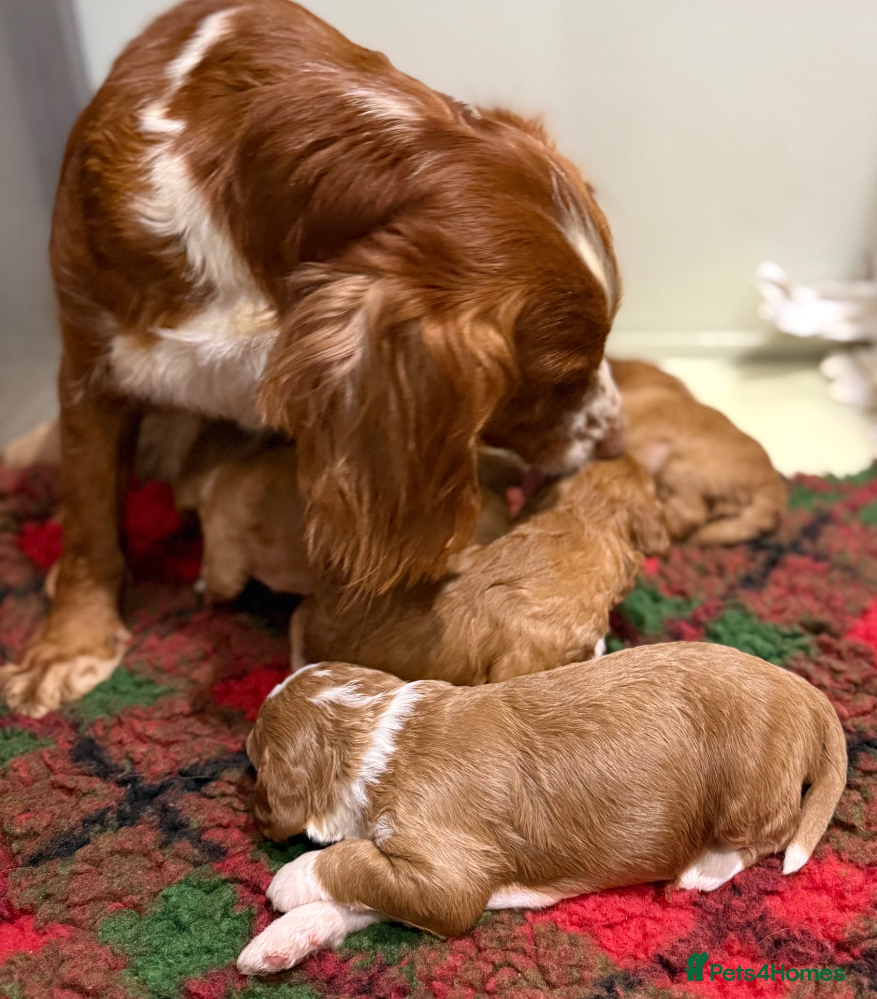 Cockapoo dogs F1 fox red mini cockapoos 30 dna health tested clr - Advert 2