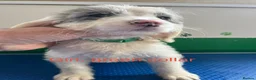 Mixed Breed dogs for sale: Fantastic Sprockerpoos - Advert 13