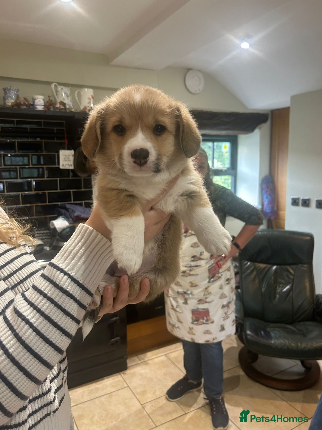Welsh Corgi Pembroke dogs for sale: 🐾 Pedigree Pembroke Welsh Corgi Puppies 🐾 - Image 7