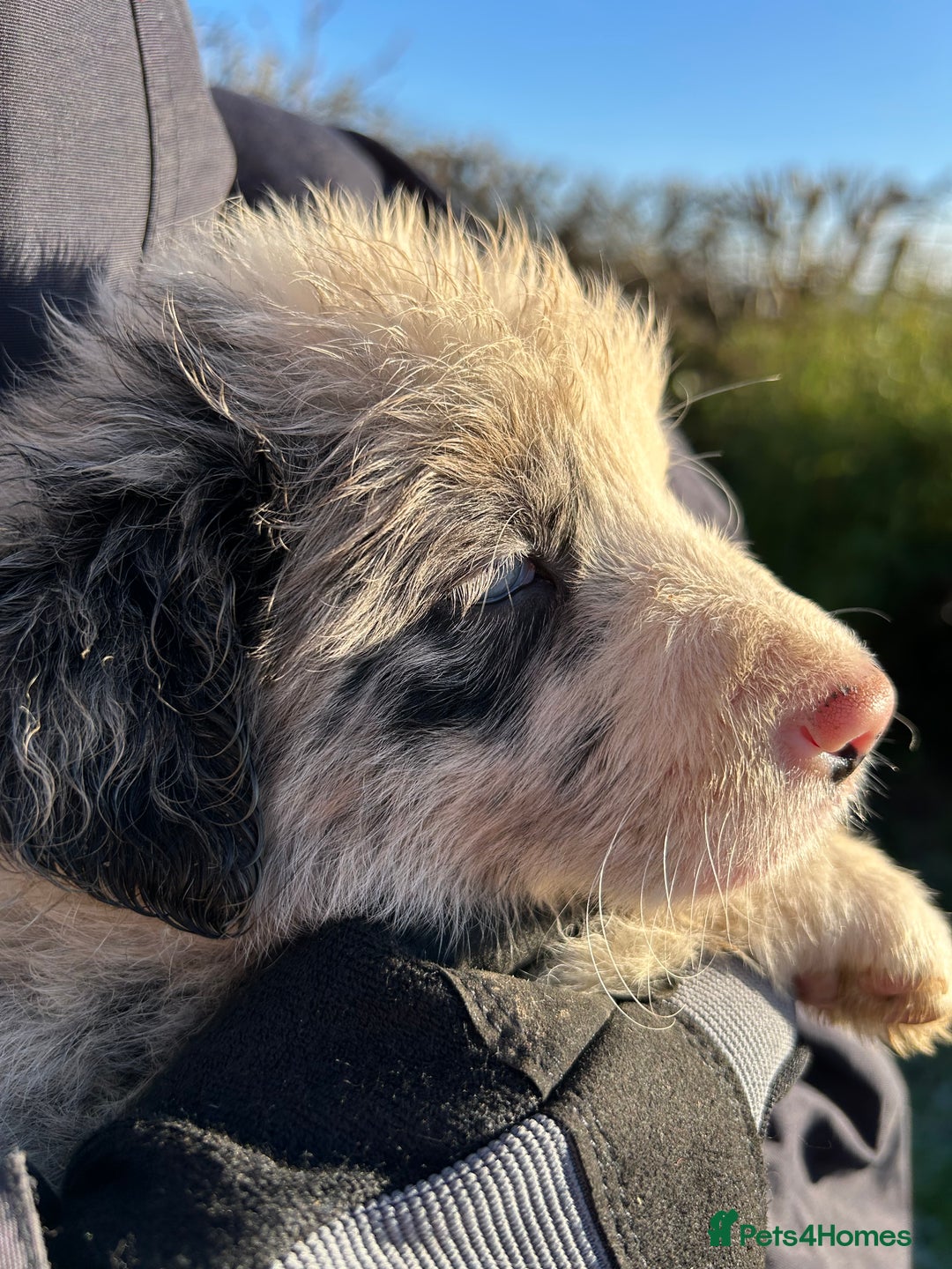 Border Collie dogs for sale: BEAUTIFUL BORDER COLLIE PUPS - Advert 33