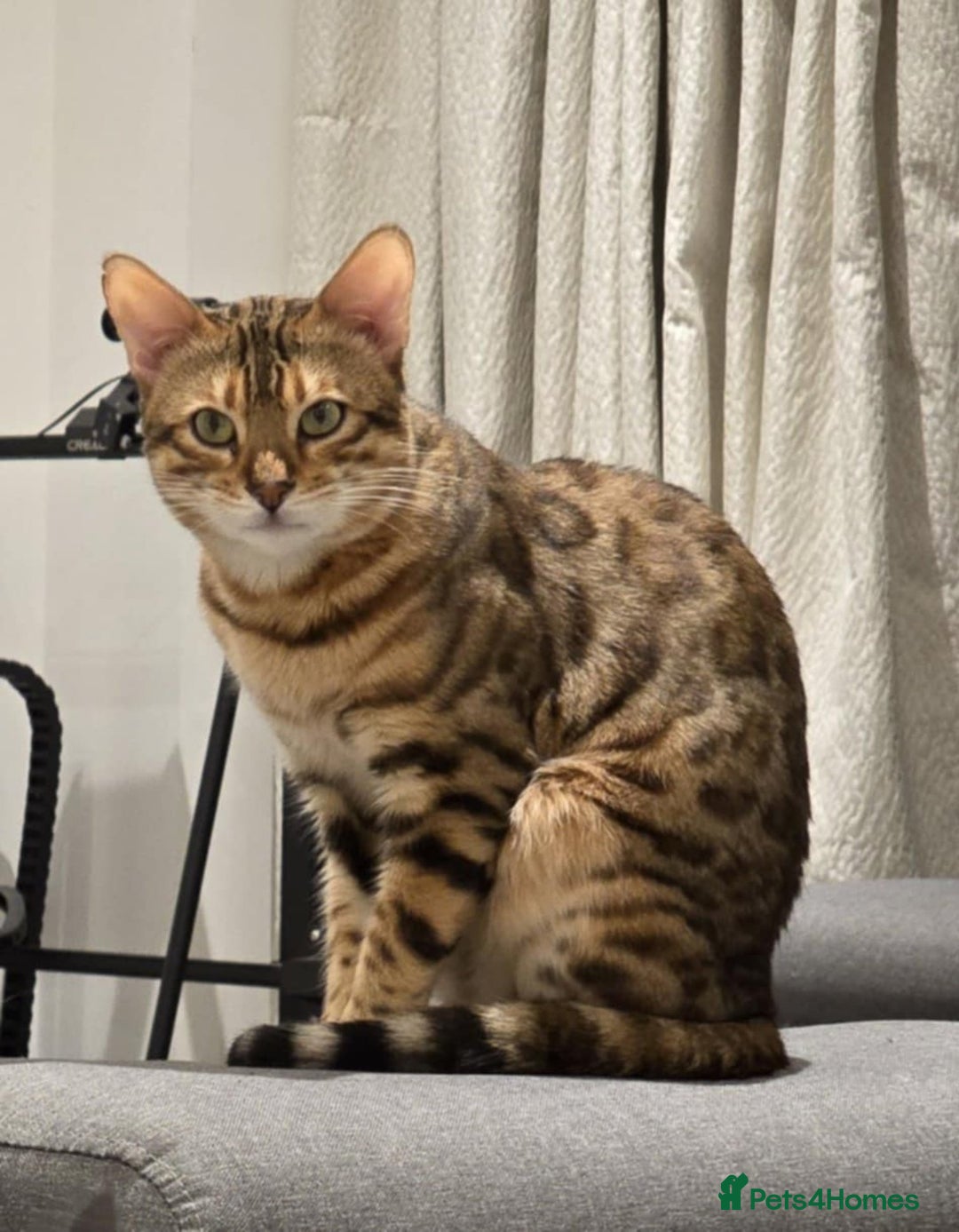 Bengal cats for sale: Male bengal for sale - Advert 2