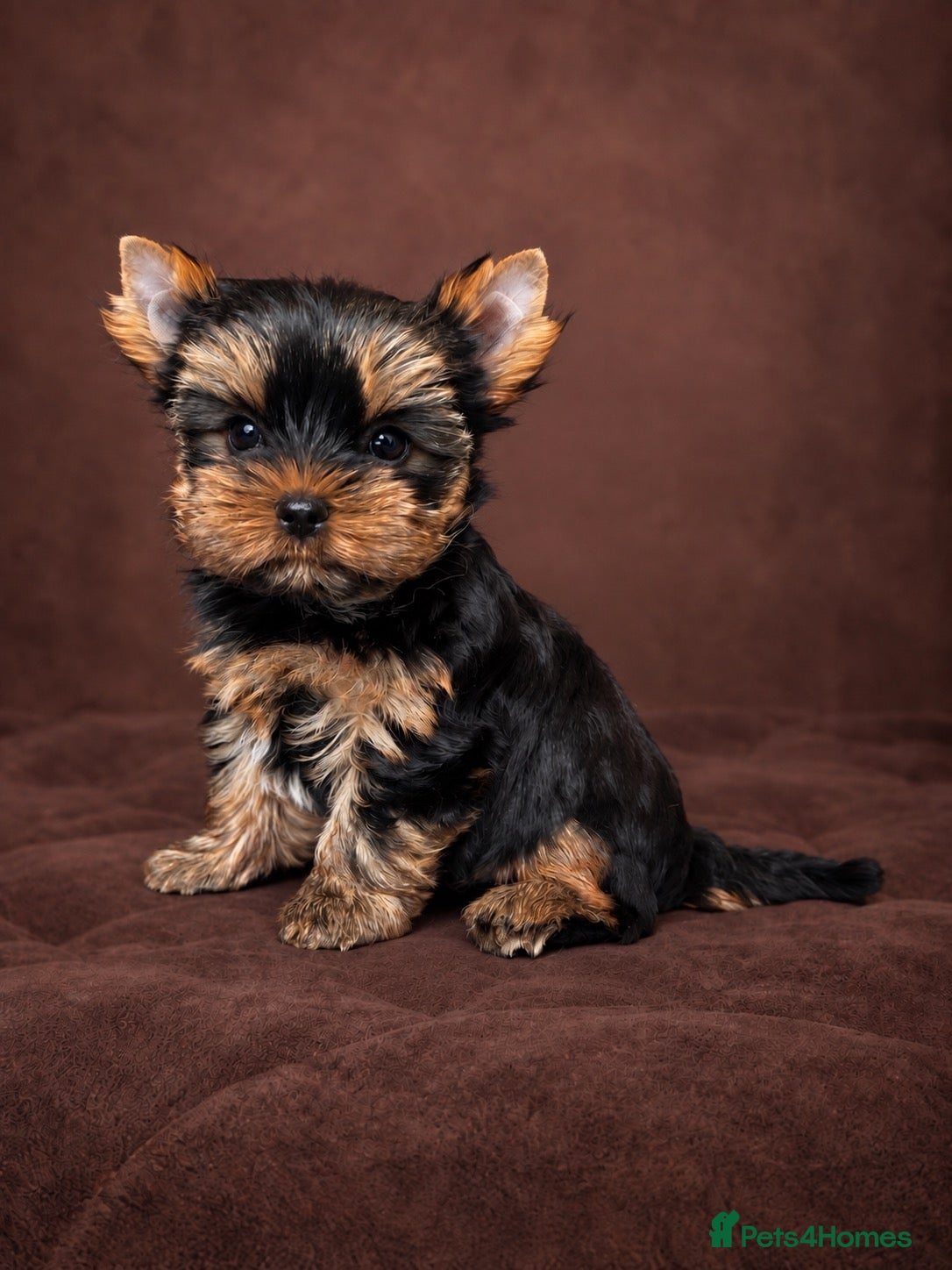Yorkshire Terrier dogs Outstanding Show Quality RKC Registered Puppies - Advert 1