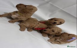 Poochon dogs for sale: F1 Poochon Puppies - 1 boy left - Image 13