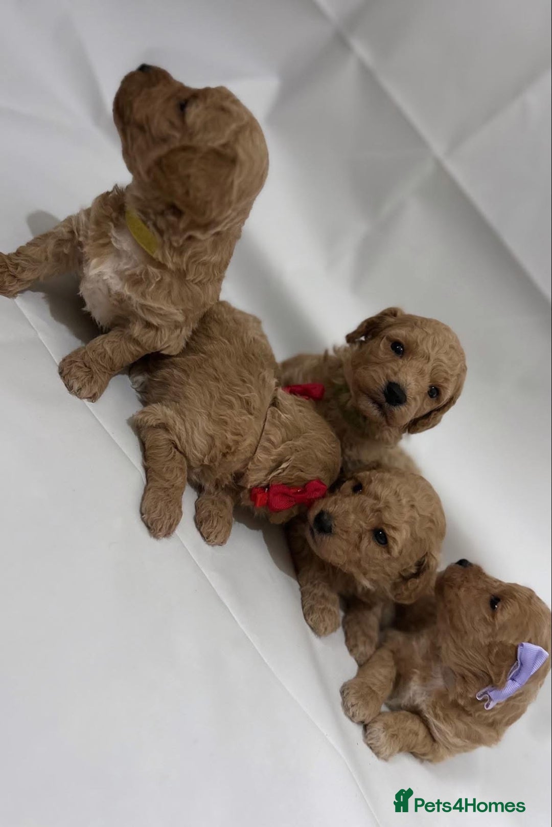 Poochon dogs for sale: F1 Poochon Puppies - 1 boy left - Image 13