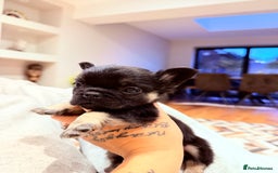 French Bulldog dogs for sale: fluffy frenchie black & tan boy top quality 1 LEFT - Image 6