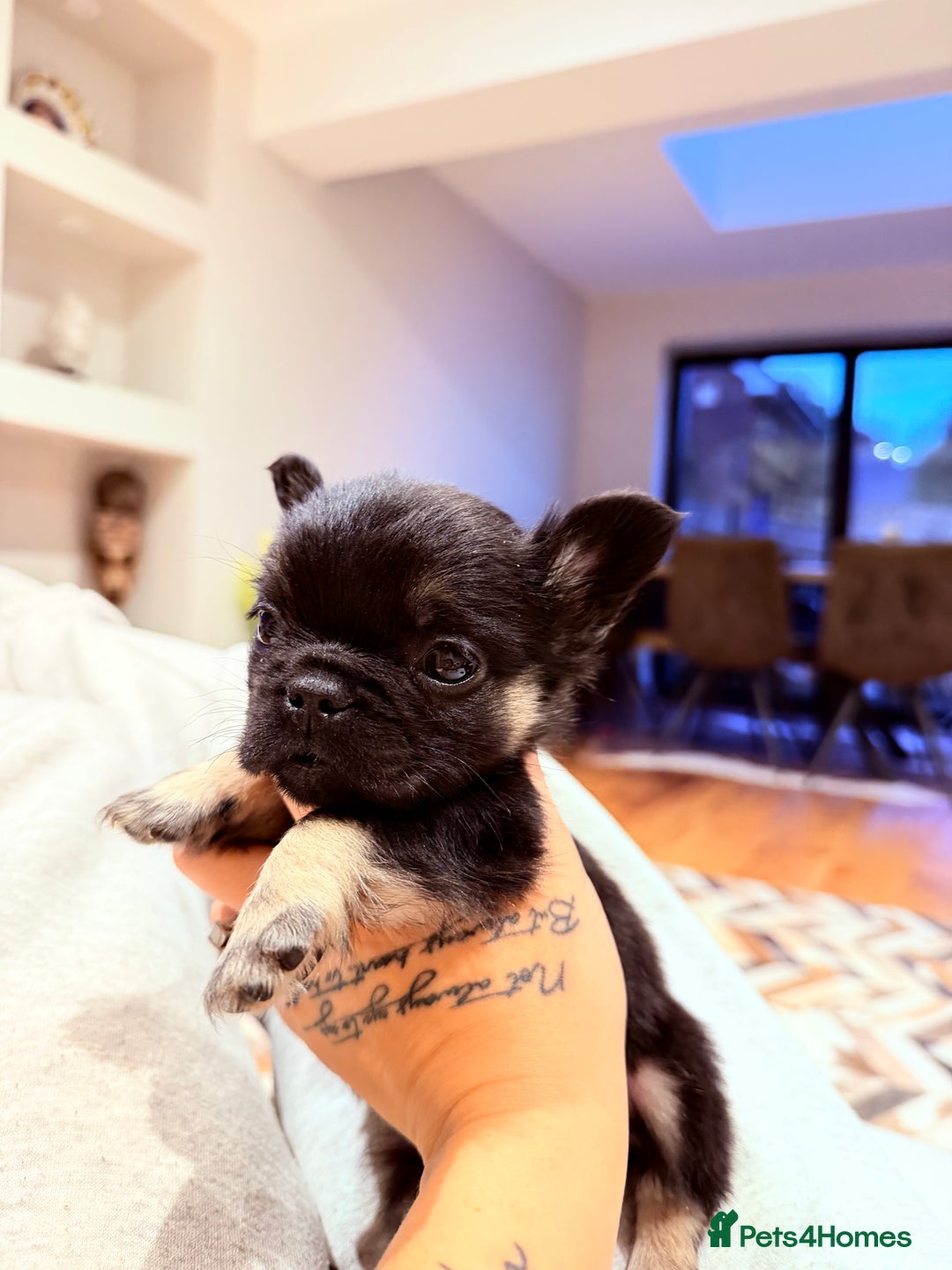 French Bulldog dogs for sale: fluffy frenchie black & tan boy top quality 1 LEFT - Image 6
