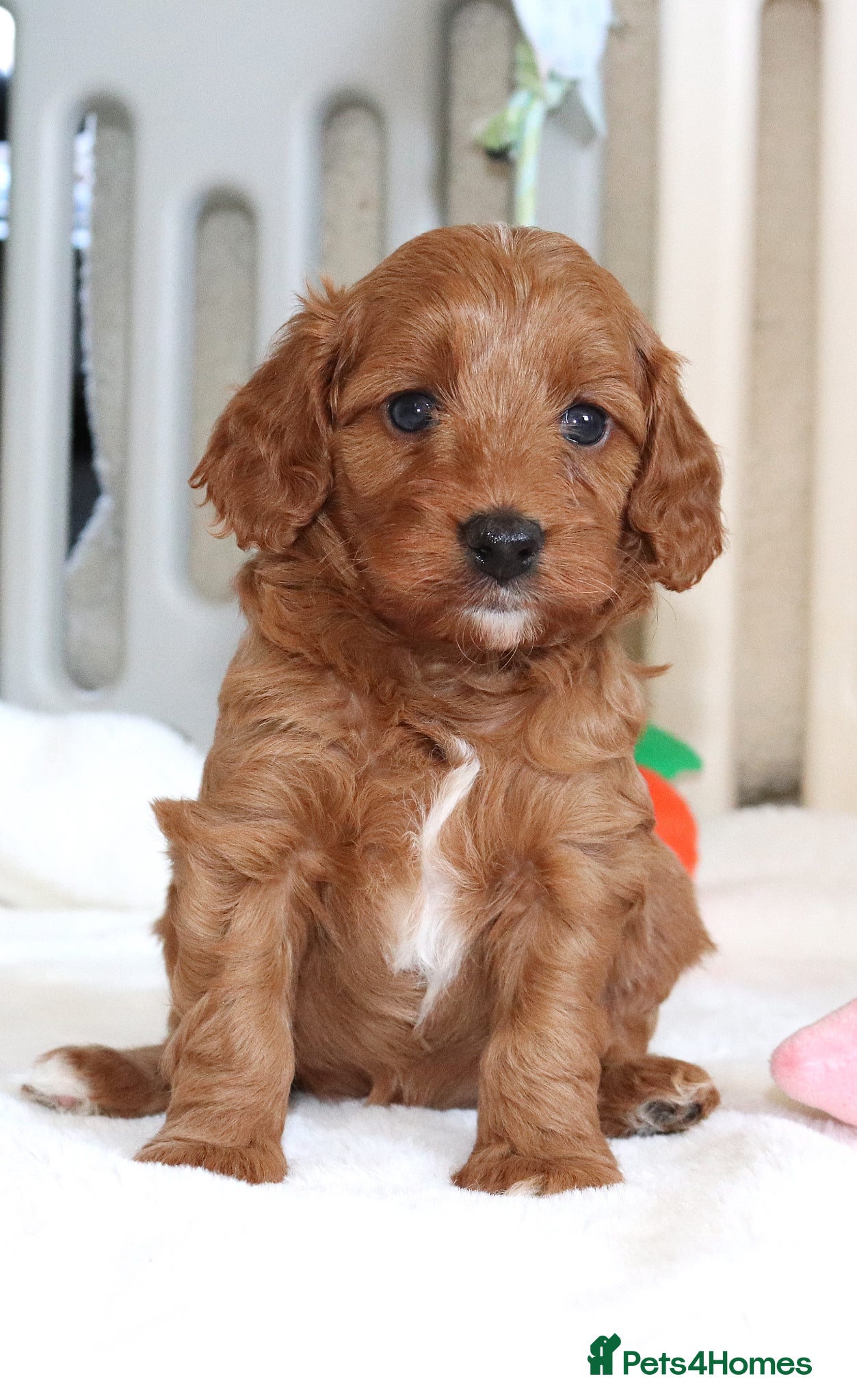 Cavapoo dogs Quality, Red, Low-Shedding Toy Cavapoo Puppies - Advert 5