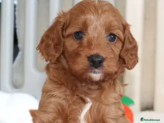 Cavapoo dogs Quality, Red, Low-Shedding Toy Cavapoo Puppies - Advert 5