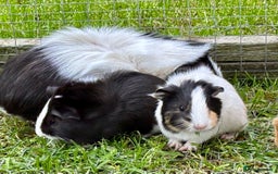 Guinea Pig rodents for sale: Baby Guinea Pigs for sale  - Image 3