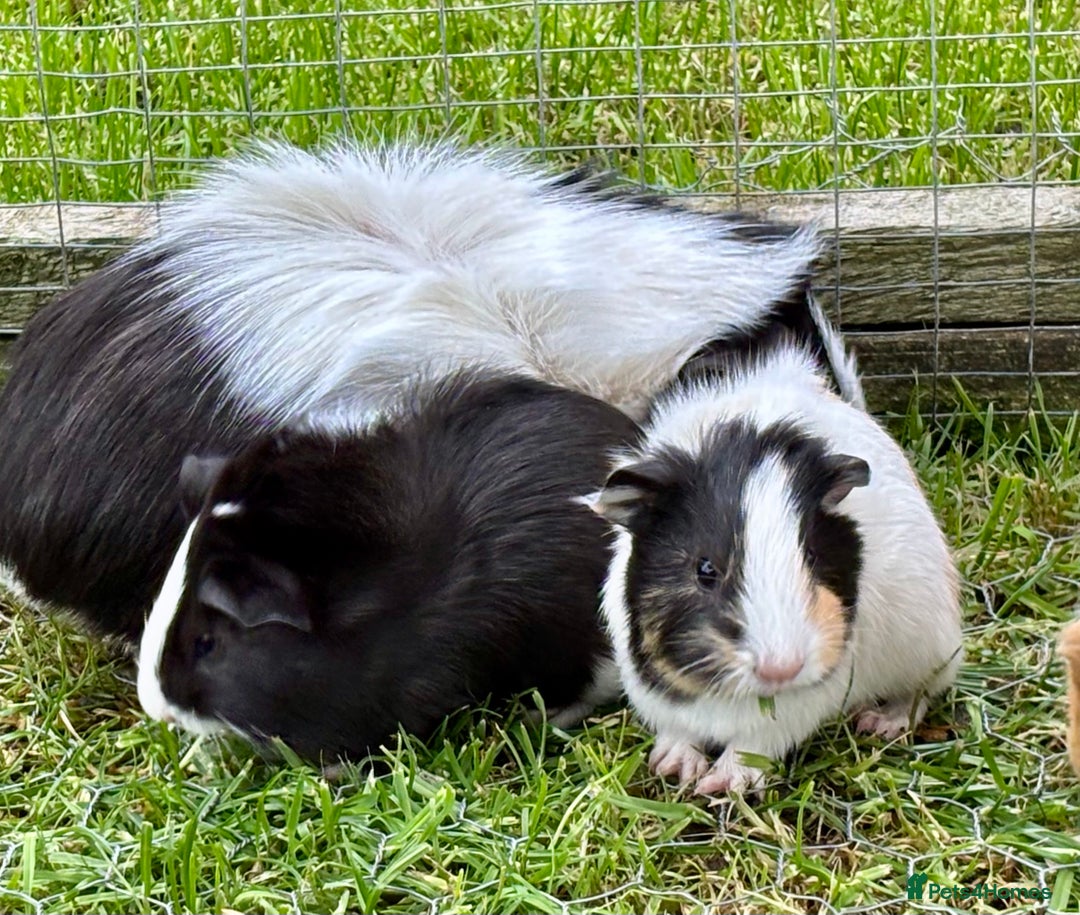 Guinea Pig rodents for sale: Baby Guinea Pigs for sale  - Image 3