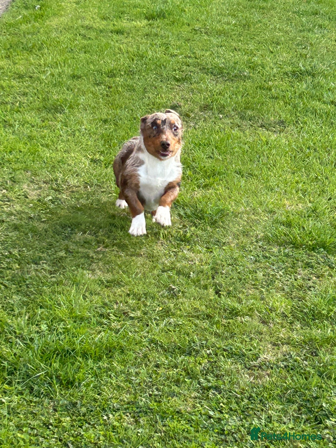 Jack Russell dogs for sale: Beautiful Rare Merle Mini Jack Russell Puppies  - Image 16