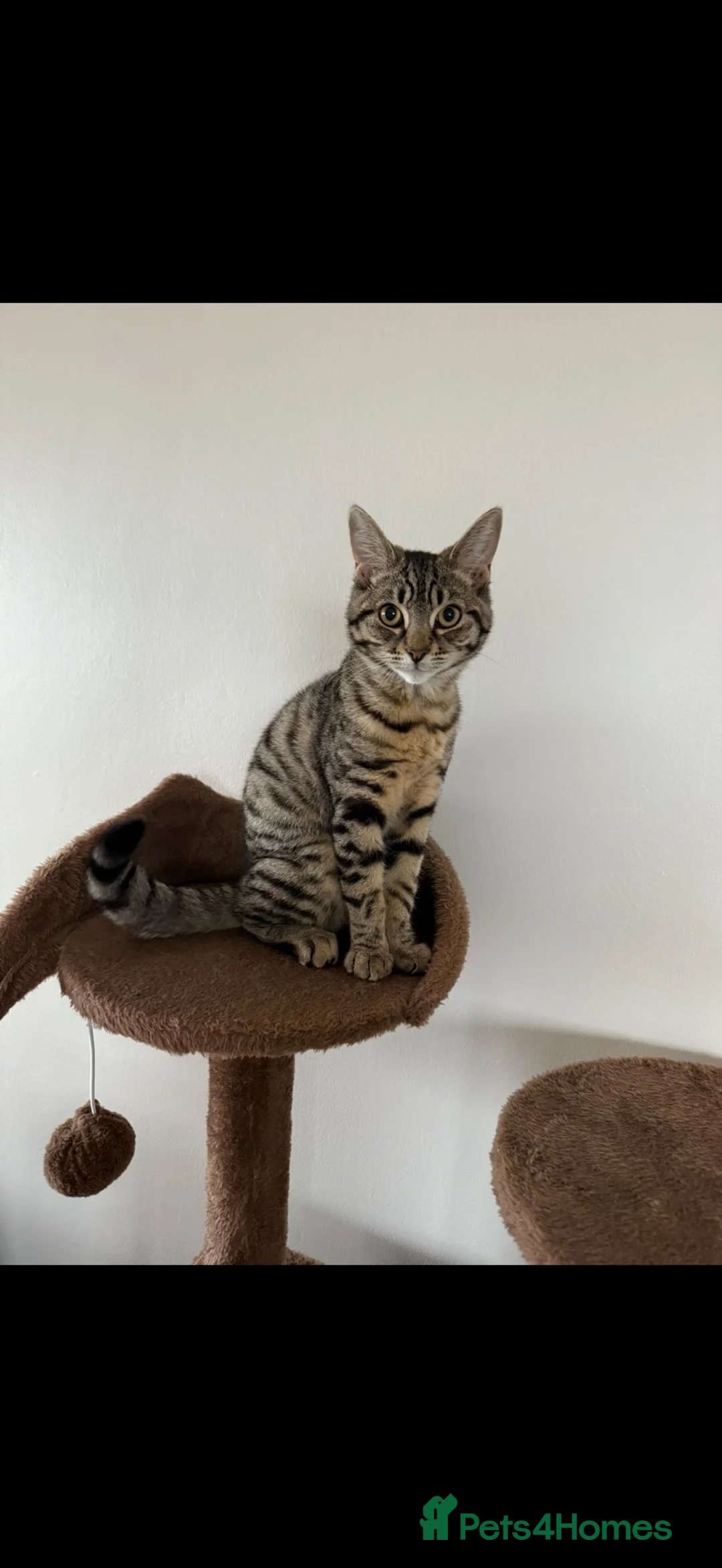 Domestic Shorthair cats for sale: Beautiful, Loving 1-Year-Old Female Cat  - Advert 1