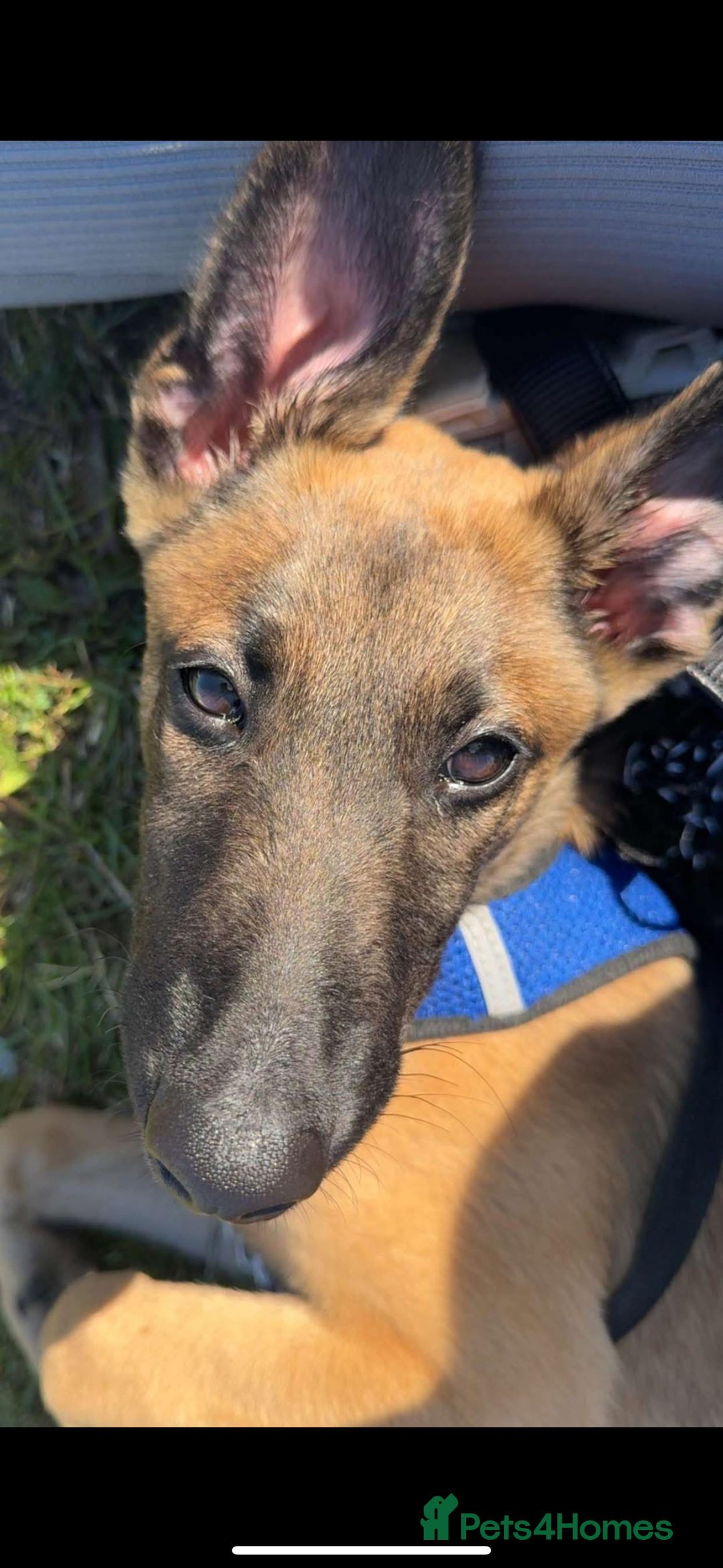 Mixed Breed dogs for sale: Belgian Malinois x lurcher  - Image 2