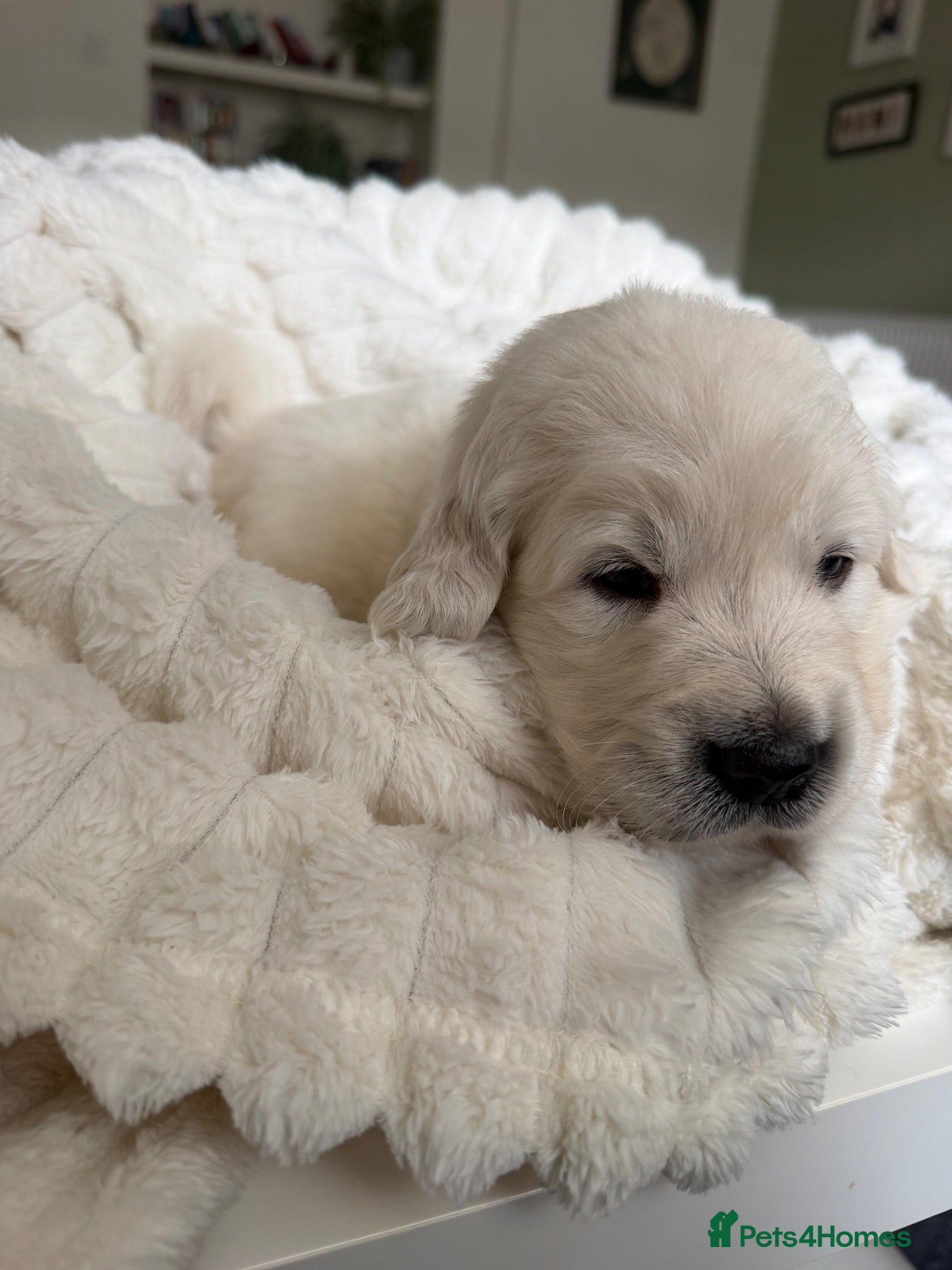 Golden Retriever dogs GOLDEN RETRIEVER PUPPIES - Advert 3