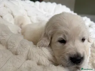 Golden Retriever dogs GOLDEN RETRIEVER PUPPIES - Advert 3