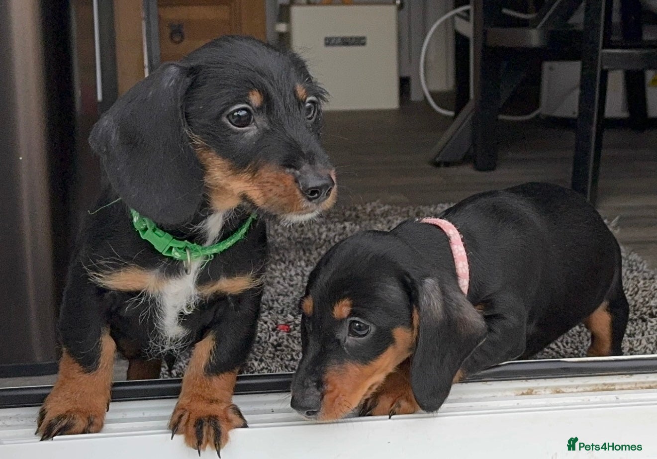 Dachshund dogs Dachshund puppies standard, wired-haired & smooth - Advert 16