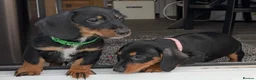 Dachshund dogs for sale: Dachshund puppies standard, wired-haired & smooth - Advert 9