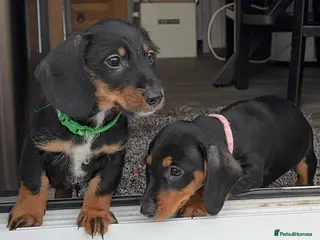 Dachshund dogs Dachshund puppies standard, wired-haired & smooth - Advert 16