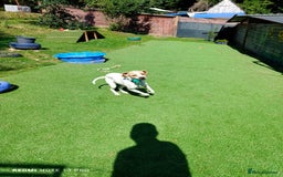 Mixed Breed dogs for adoption: ANJO  - Image 4