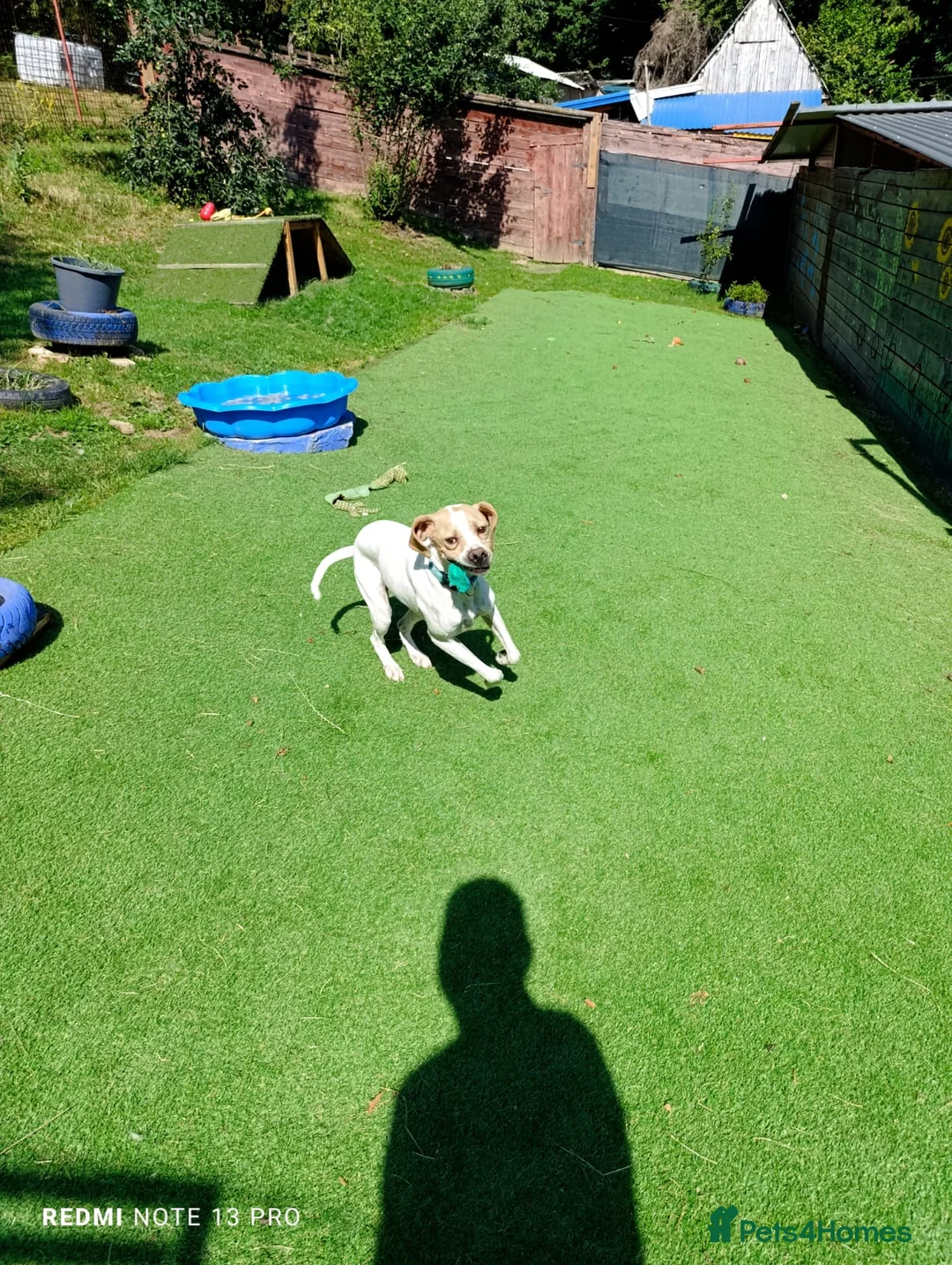 Mixed Breed dogs for adoption: ANJO  - Advert 4