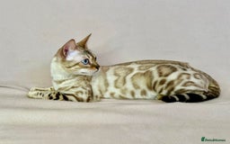 Bengal cats for sale: 🐾PUREBRED Active for breed Bengal girl🐾  - Image 5