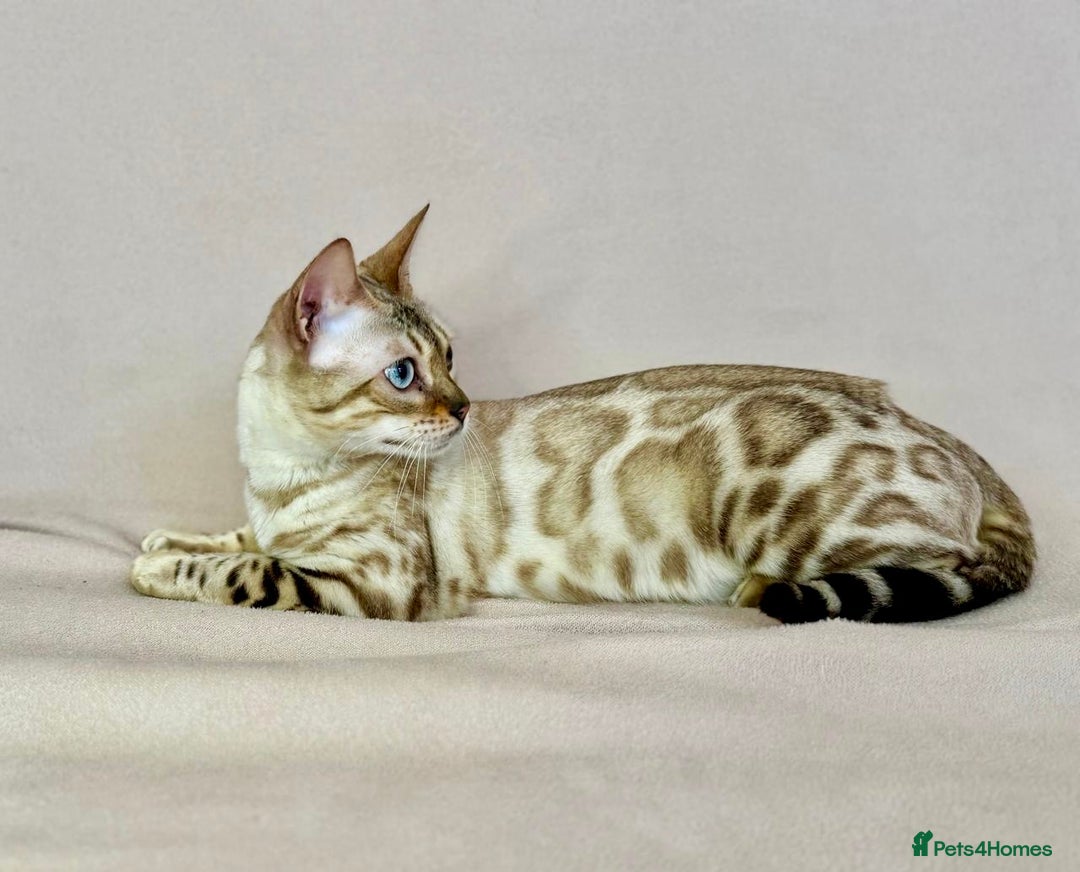Bengal cats for sale: 🐾PUREBRED Active for breed Bengal girl🐾  - Image 5
