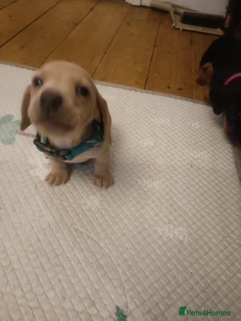 Miniature Dachshund dogs Miniature Dachshund puppies - Advert 10