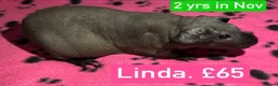 Guinea Pig rodents for sale: Skinny Pig Sows  - Advert 6