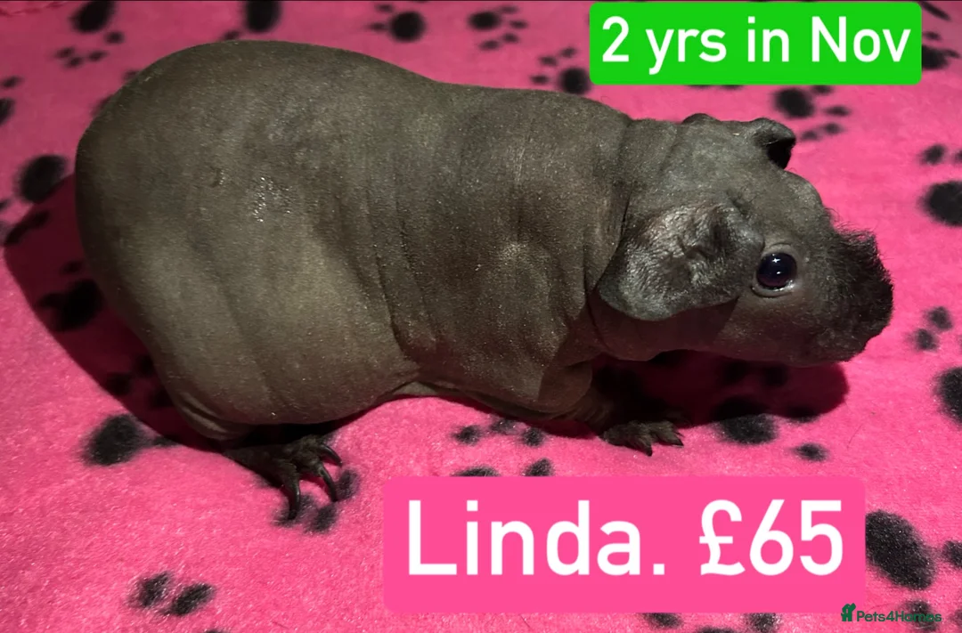 Guinea Pig rodents for sale: Skinny Pig Sows  - Advert 6