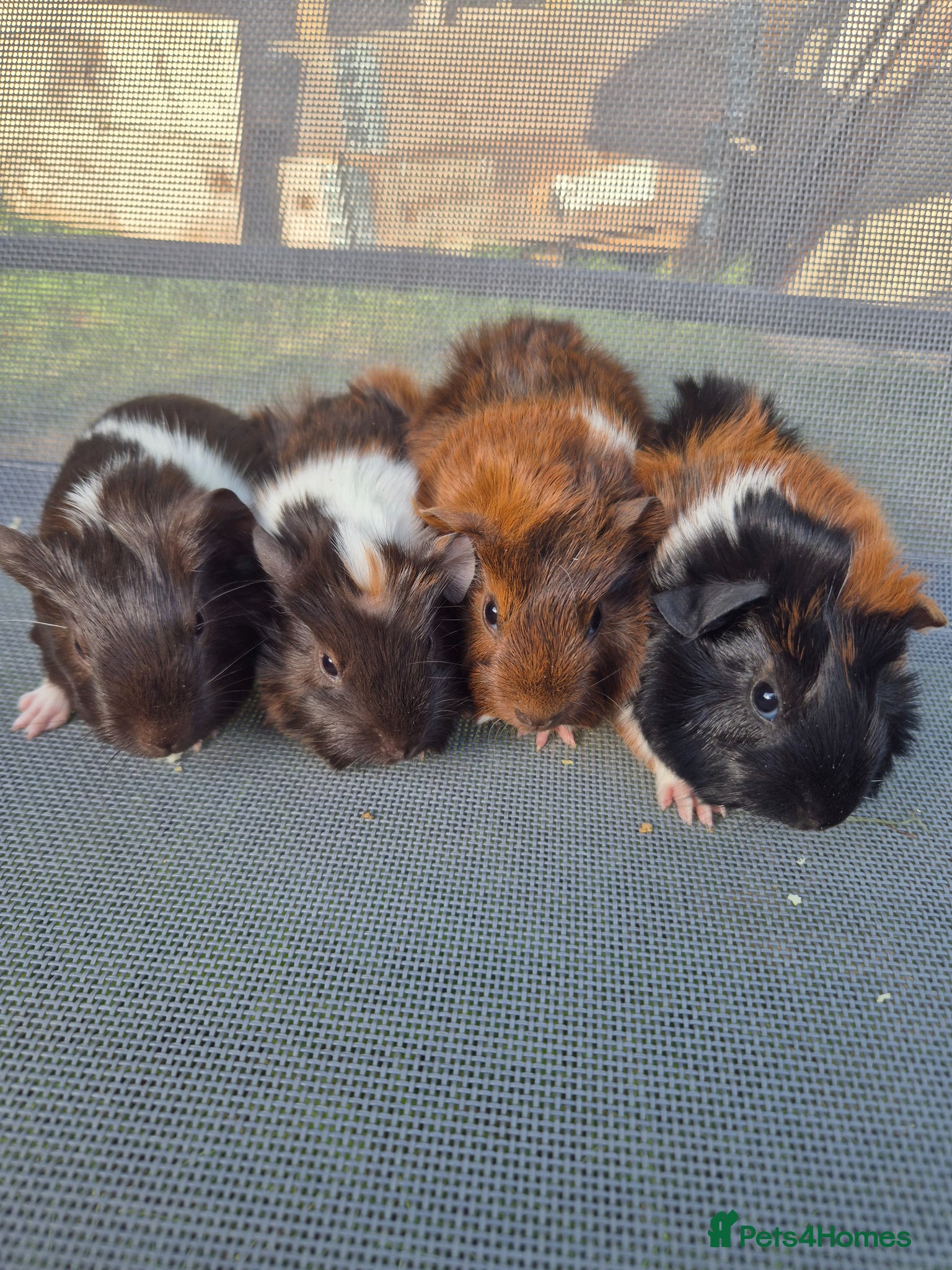 Guinea Pig rodents Mixed guinea pigs for sale - Advert 1