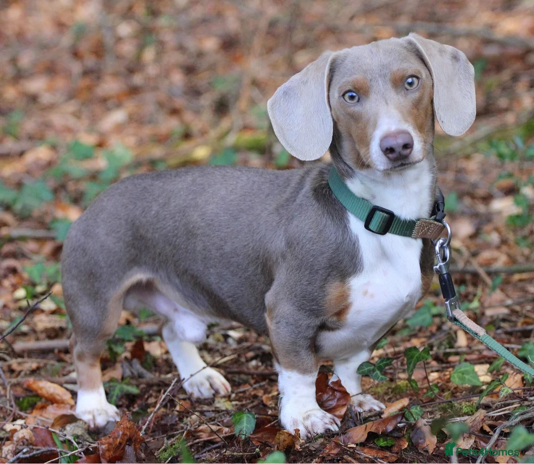 Dachshund dogs for stud: “LOS ANGELES” QUALITY MINIATURE DACHSHUND STUD in Pontyclun - Advert 9