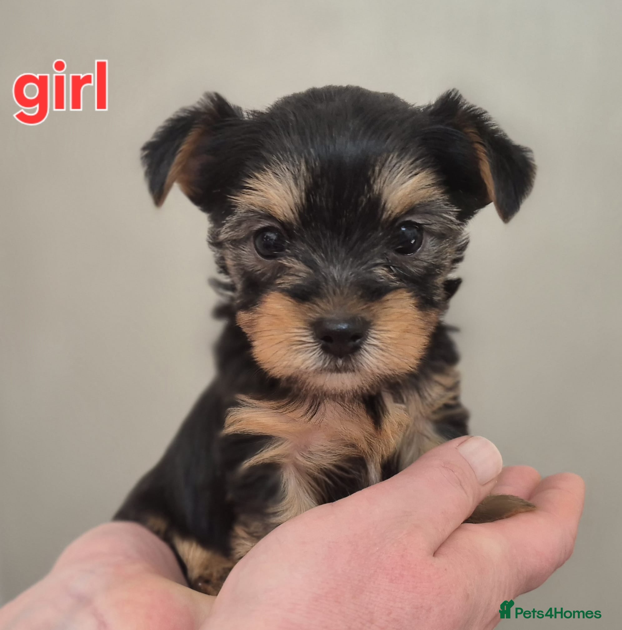 Biewer Terrier dogs Yorkshire Biewier terrier  - Advert 6