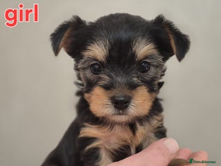 Biewer Terrier dogs Yorkshire Biewier terrier - Advert 5