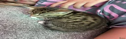 Mixed Breed cats for sale: Benghal cross - Advert 17