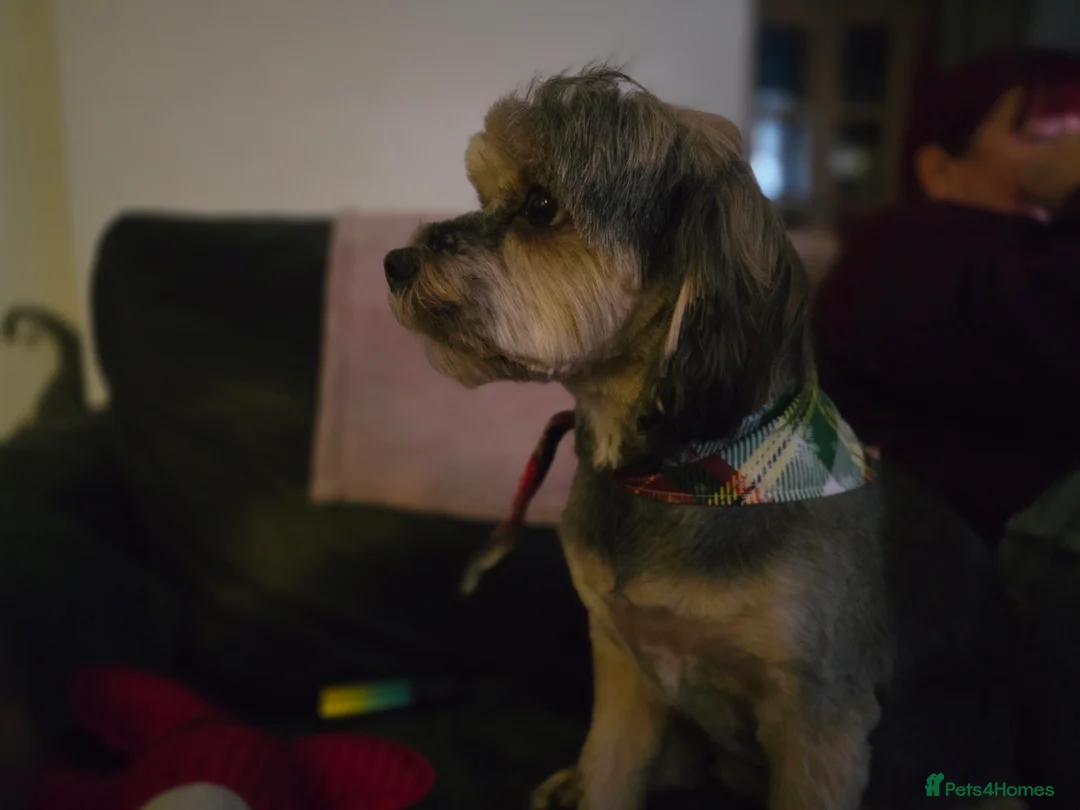 Mixed Breed dogs for sale: Shorkie cross lhasa apso pups - Advert 9