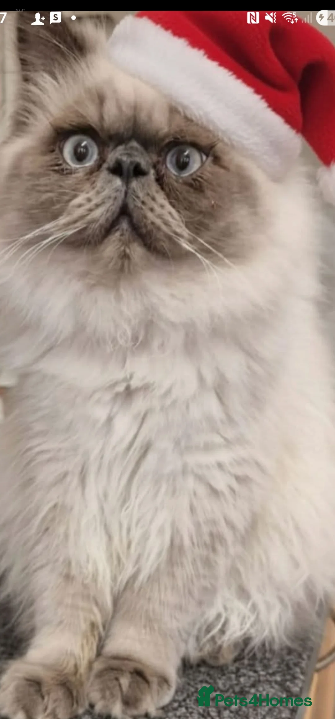 Himalayan cats for sale: Big bundle of love clyde - Advert 5