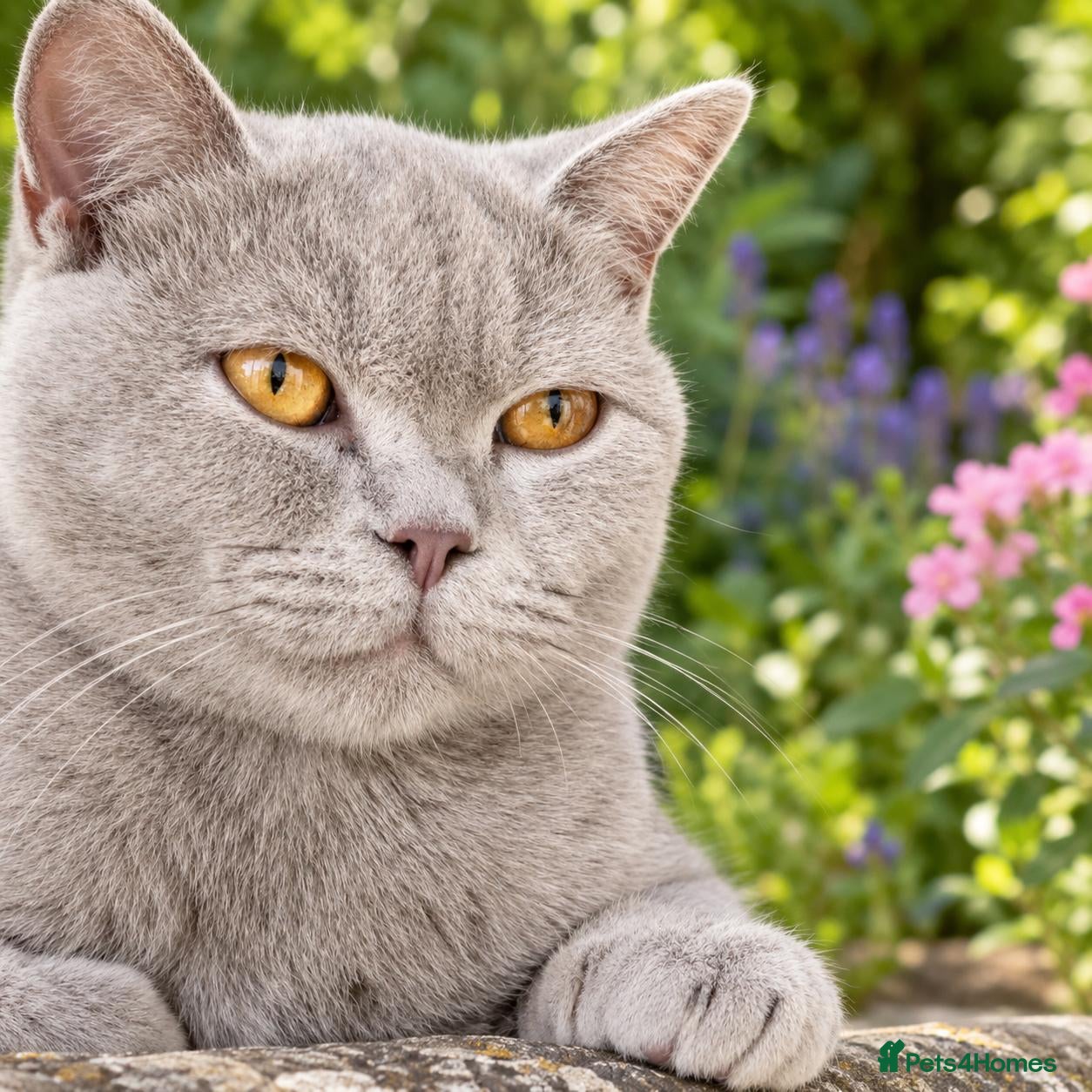 British Shorthair cats Beautiful girl GCCF registered - Advert 8