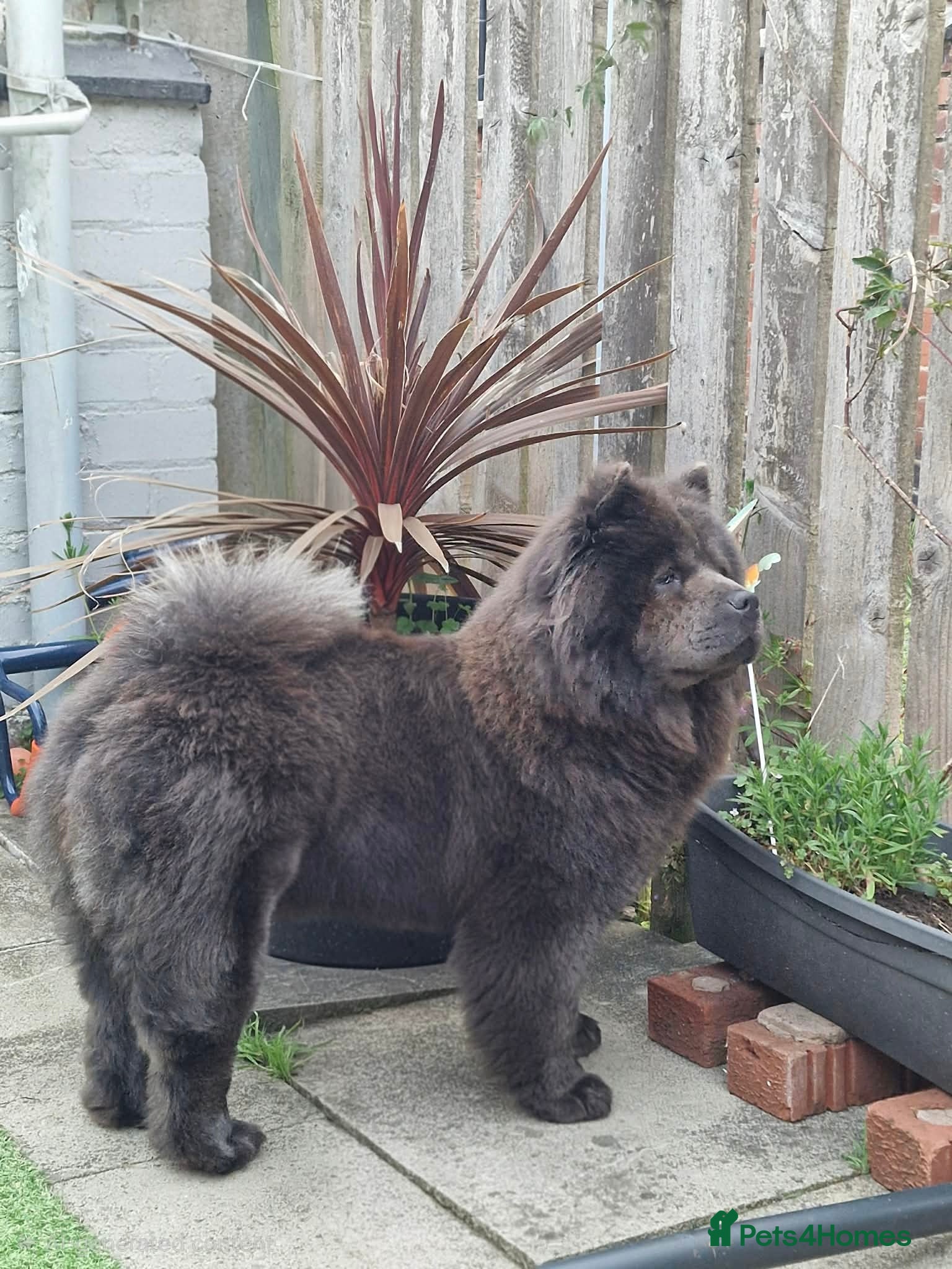 Chow Chow dogs 5 girls/4 boys full Chow Chow puppies - Advert 1