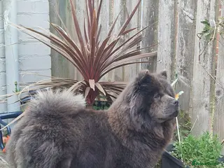 Chow Chow dogs 5 girls/4 boys full Chow Chow puppies - Advert 1