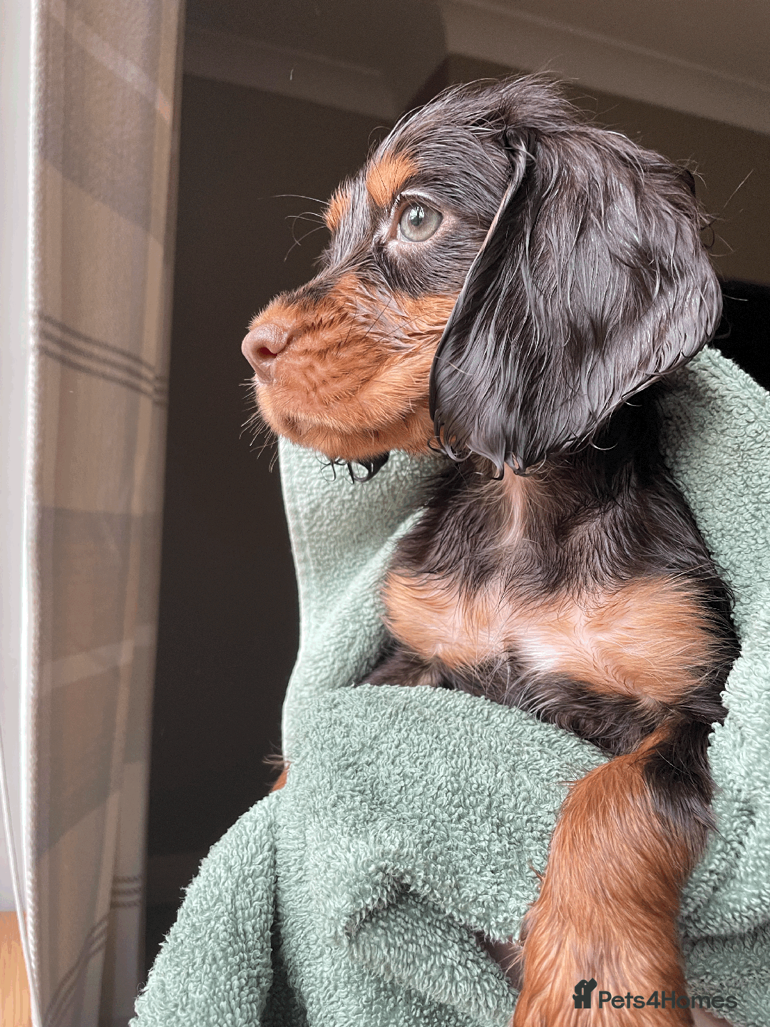Cocker Spaniel dogs for sale: Cocker Spaniel Pups Outstanding Pedigree Lines! - Advert 8