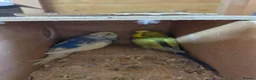 Budgerigars birds for sale: Breeding pair Budgies - Advert 5