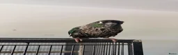 Conures birds for sale: Conure parrot looking for forever home🦜 - Advert 4