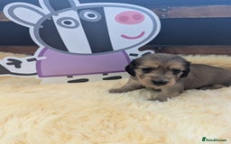 Dachshund dogs for sale: Long haired miniature Dachshunds  - Image 12