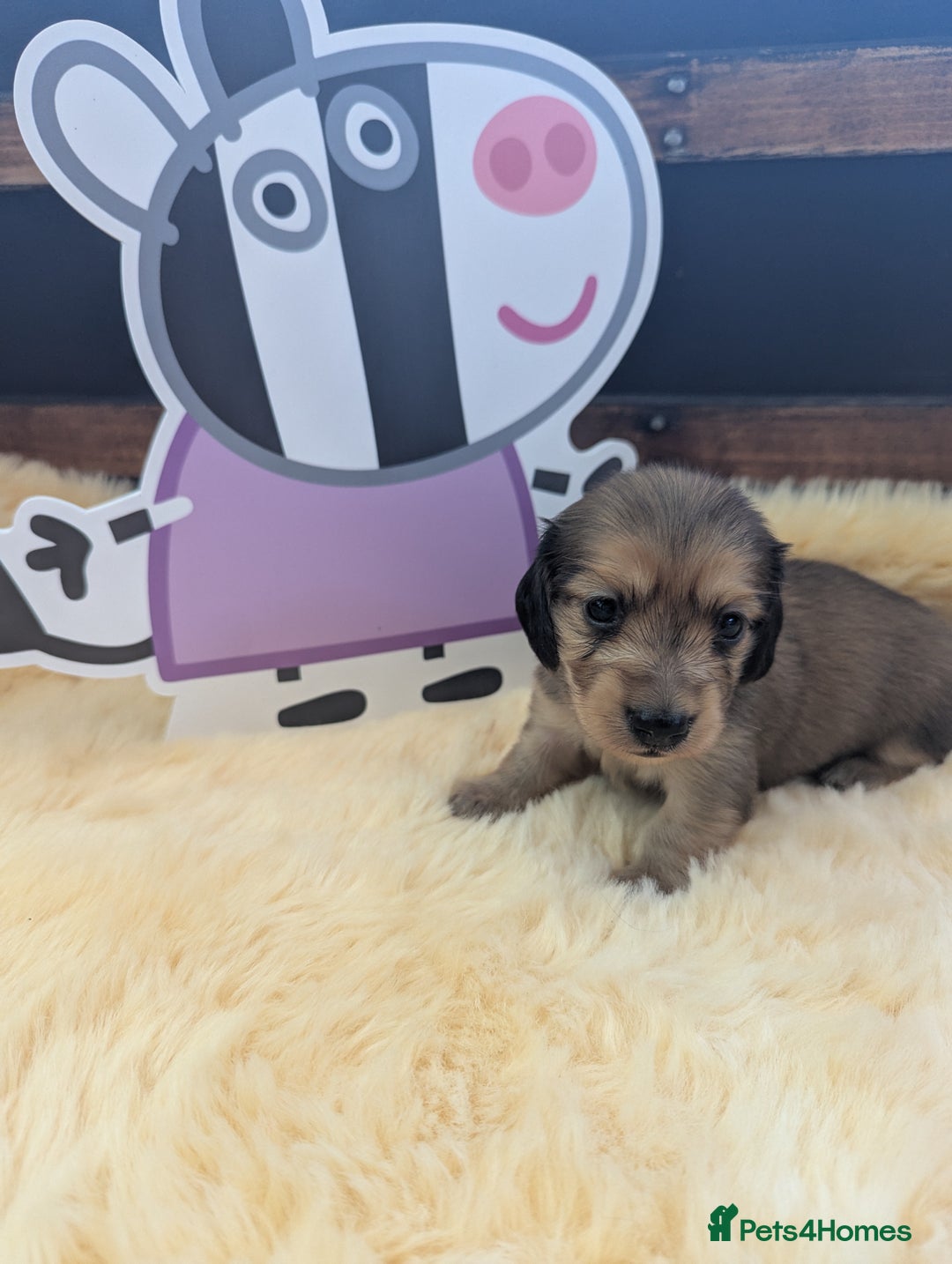 Dachshund dogs for sale: Long haired miniature Dachshunds  - Image 12
