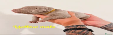 Weimaraner 8 yellow male 