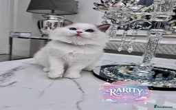 Ragdoll cats for sale: Ragdolls kittens from Chinese bloodline  - Image 2