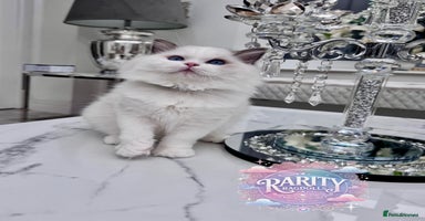 Ragdoll cats - Advert 13