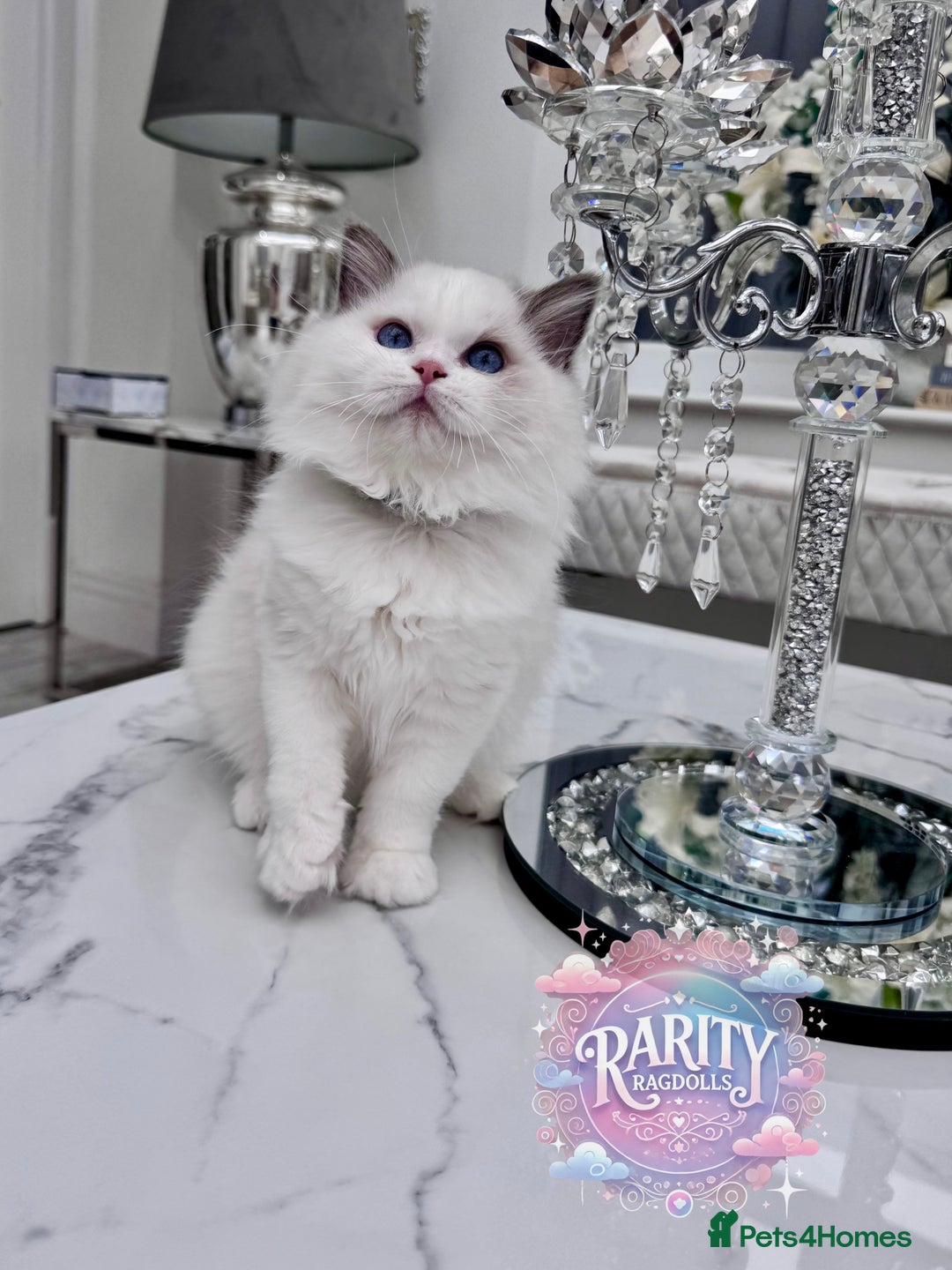Ragdoll cats for sale: Ragdolls kittens from Chinese bloodline  - Image 2