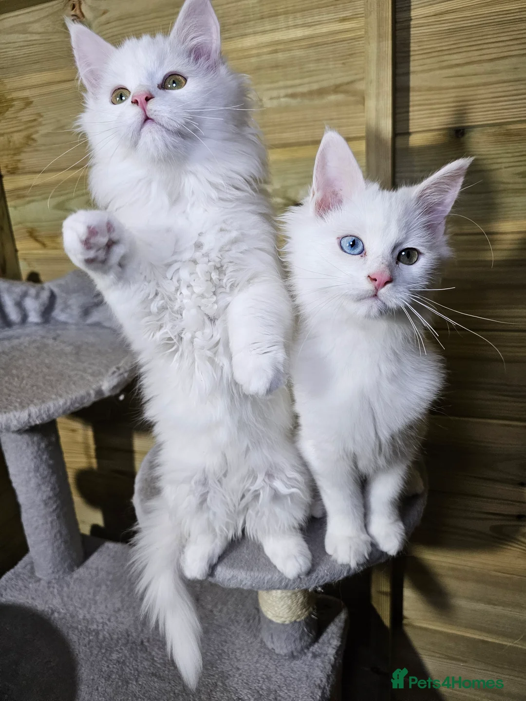 Maine Coon cats for sale: Maine coon  - Advert 15